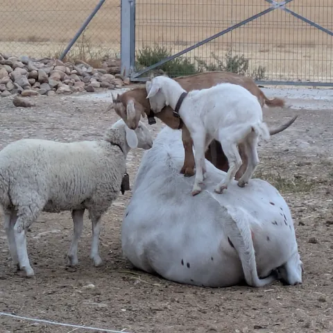 Las cabras, encima del gran rumiante tumbado, junto a una oveja