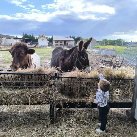 Un niño da paja al buey y al burro