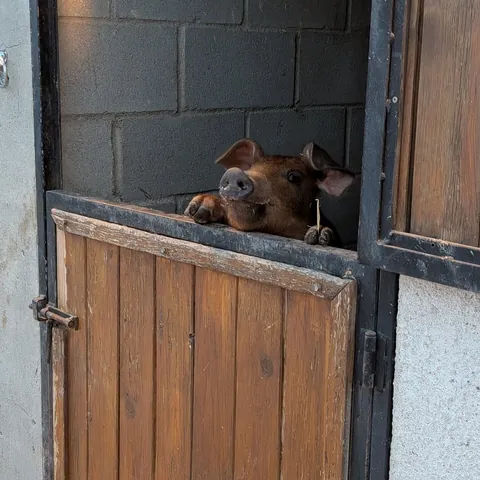 Un cerdo asoma la cabeza por la media puerta del establo