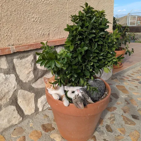 Dos gatitos dormidos dentro de una maceta, bajo un arbusto