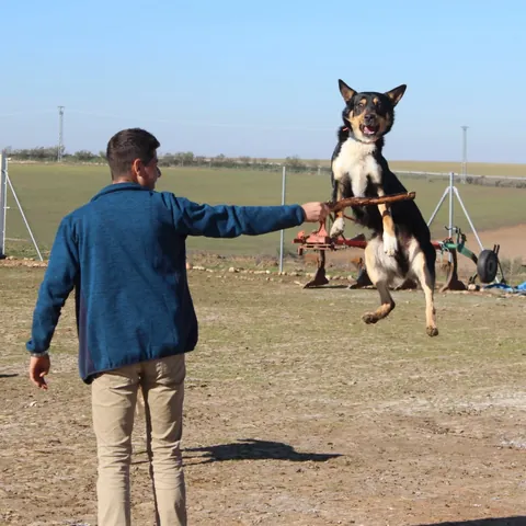 Un perro salta para atrapar el palo que le ofrece un joven, con un arado al fondo